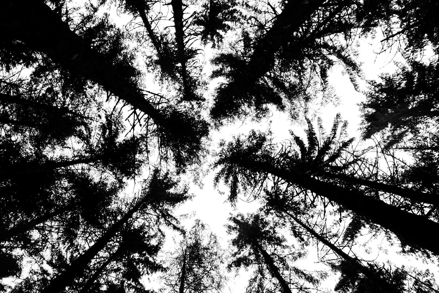 Black Forest_1
