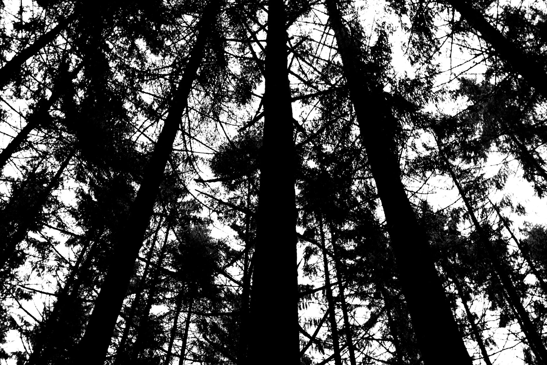 Black Forest_2