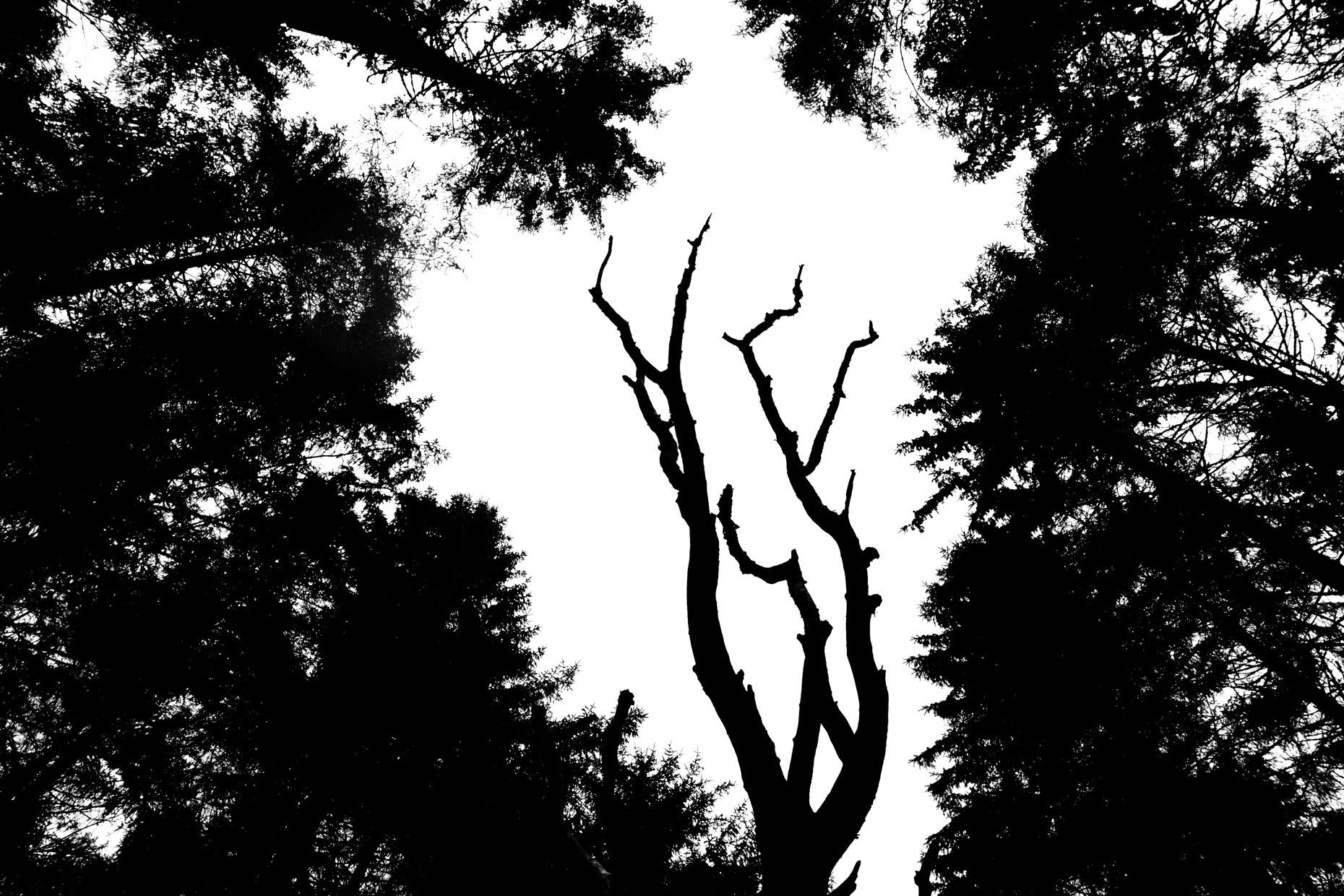Black Forest_3