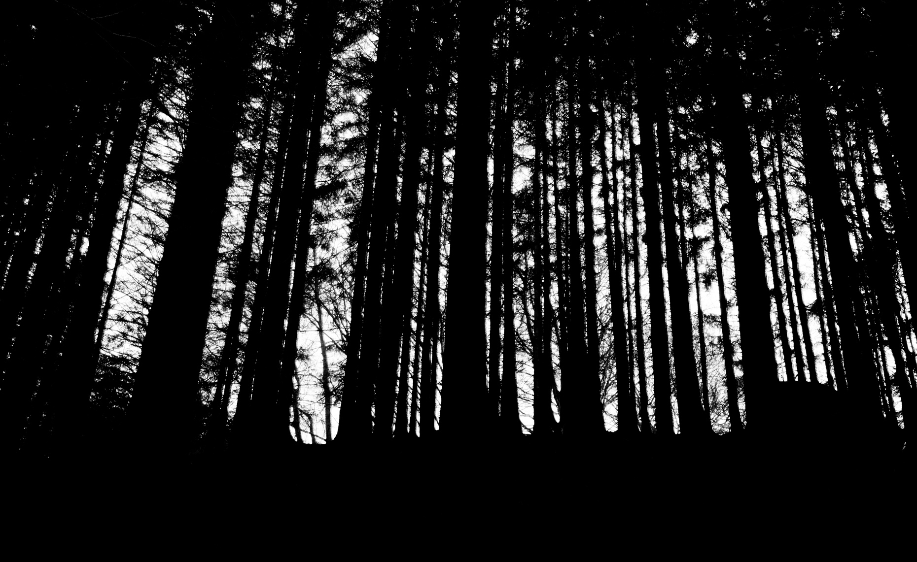 Black Forest_4 