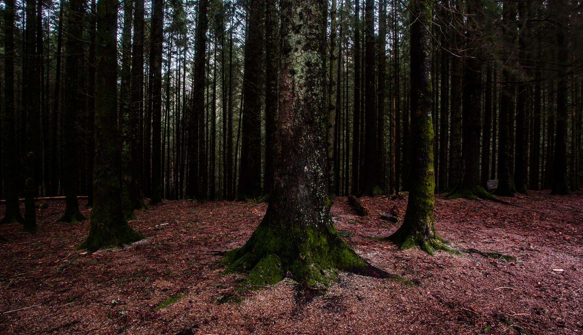 Red-woods_1