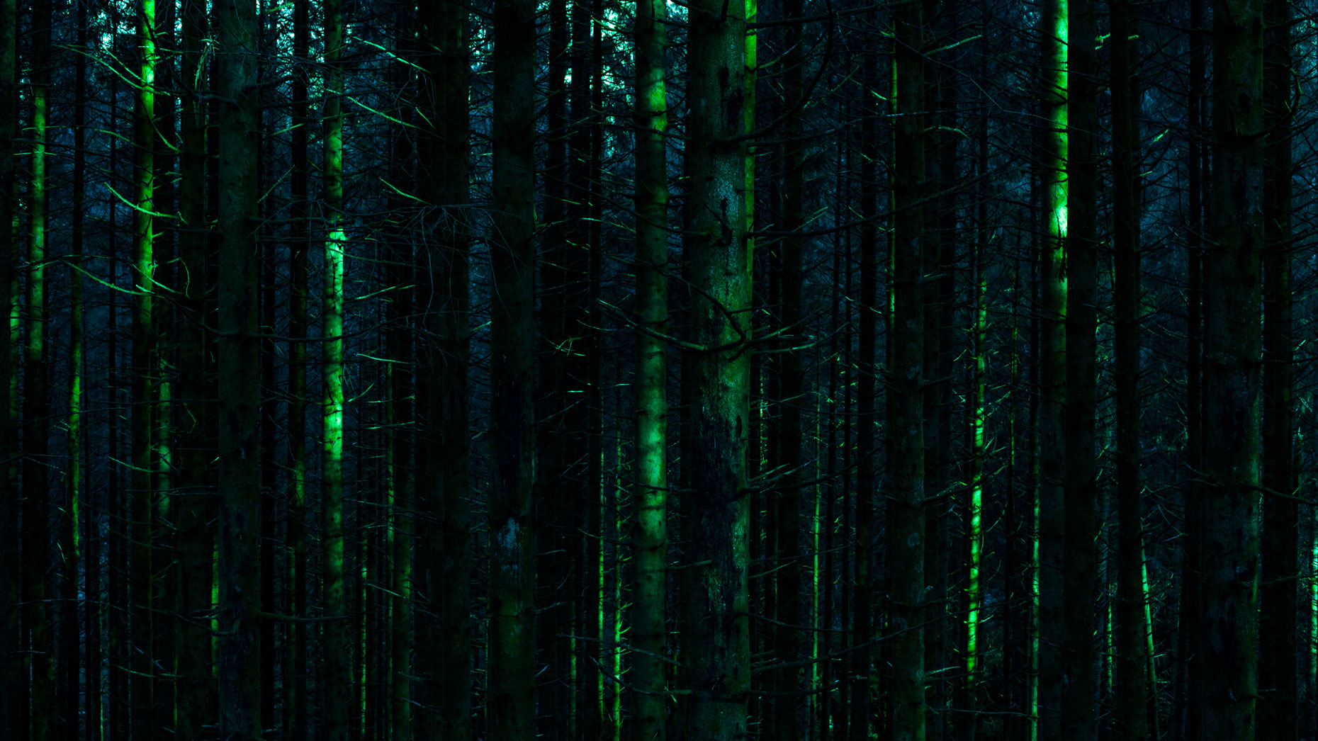Woods